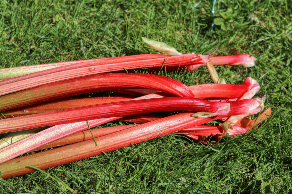 Comment bien décongeler de la rhubarbe ?